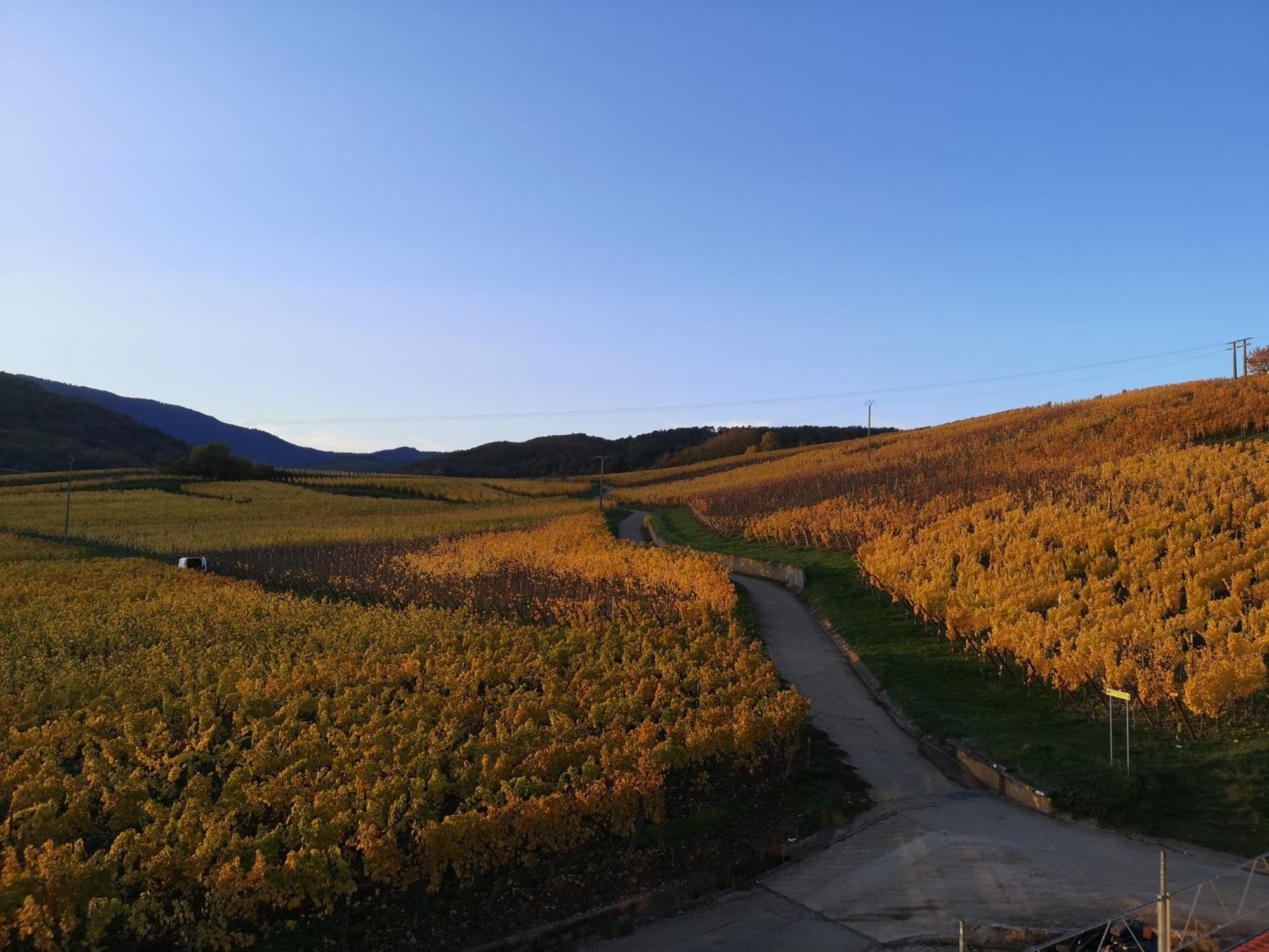 L'Horizon Διαμέρισμα Bergheim Εξωτερικό φωτογραφία